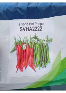 SVHA 2222 Chilli
